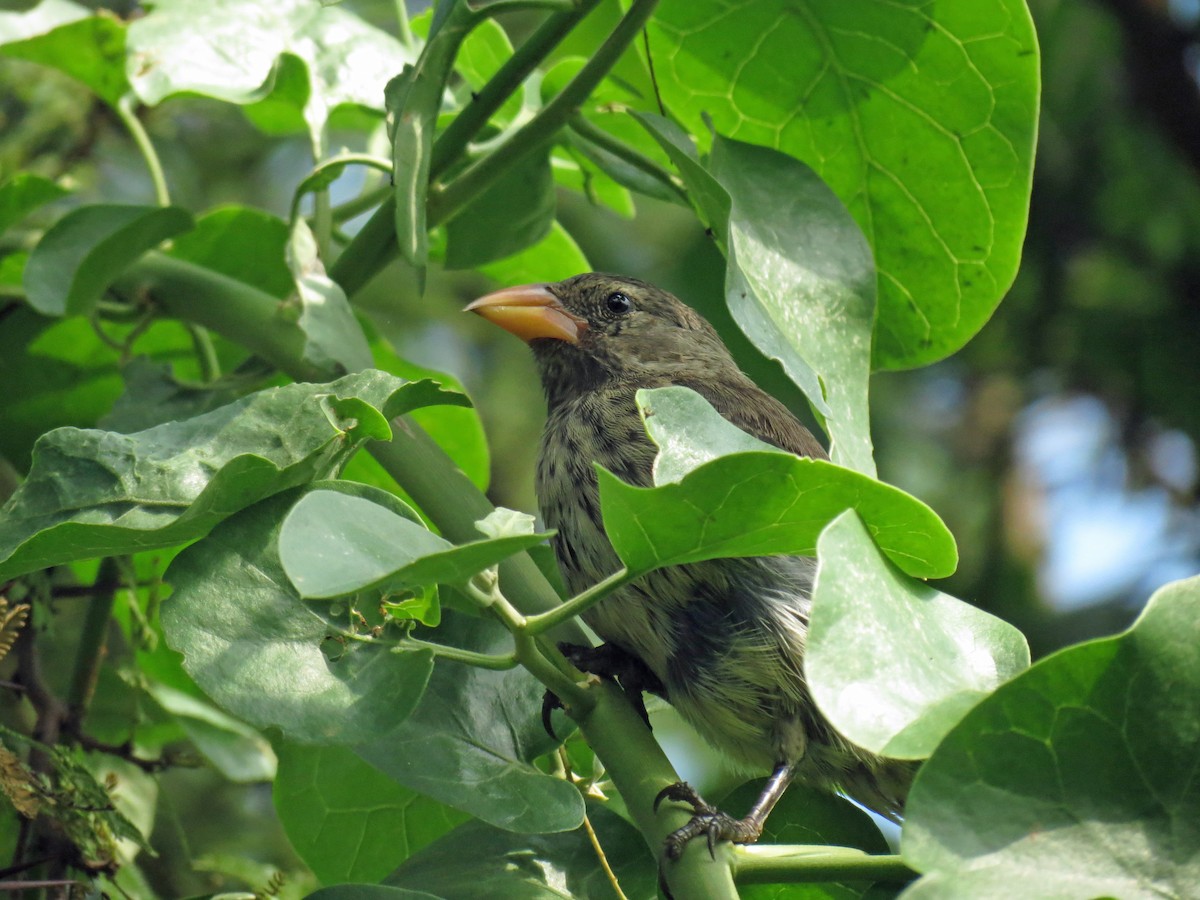 Common Cactus-Finch - ML642675411