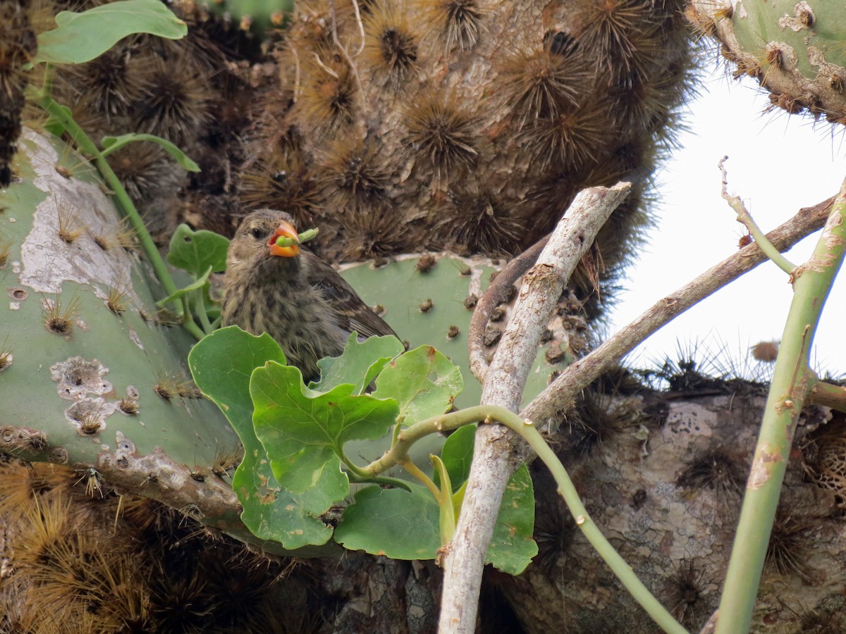 Common Cactus-Finch - ML642675412