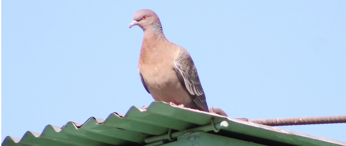 Picazuro Pigeon - ML642675419