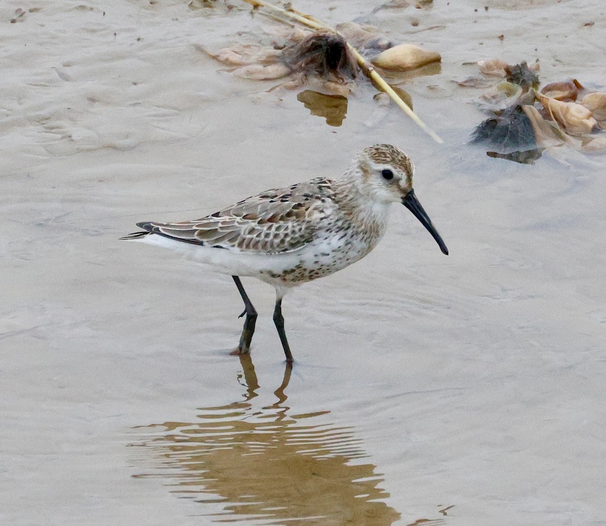 Broad-billed Sandpiper - ML642675425