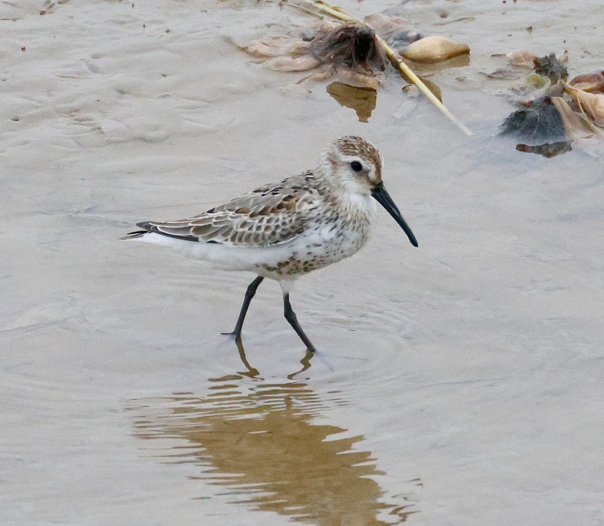 Broad-billed Sandpiper - ML642675426