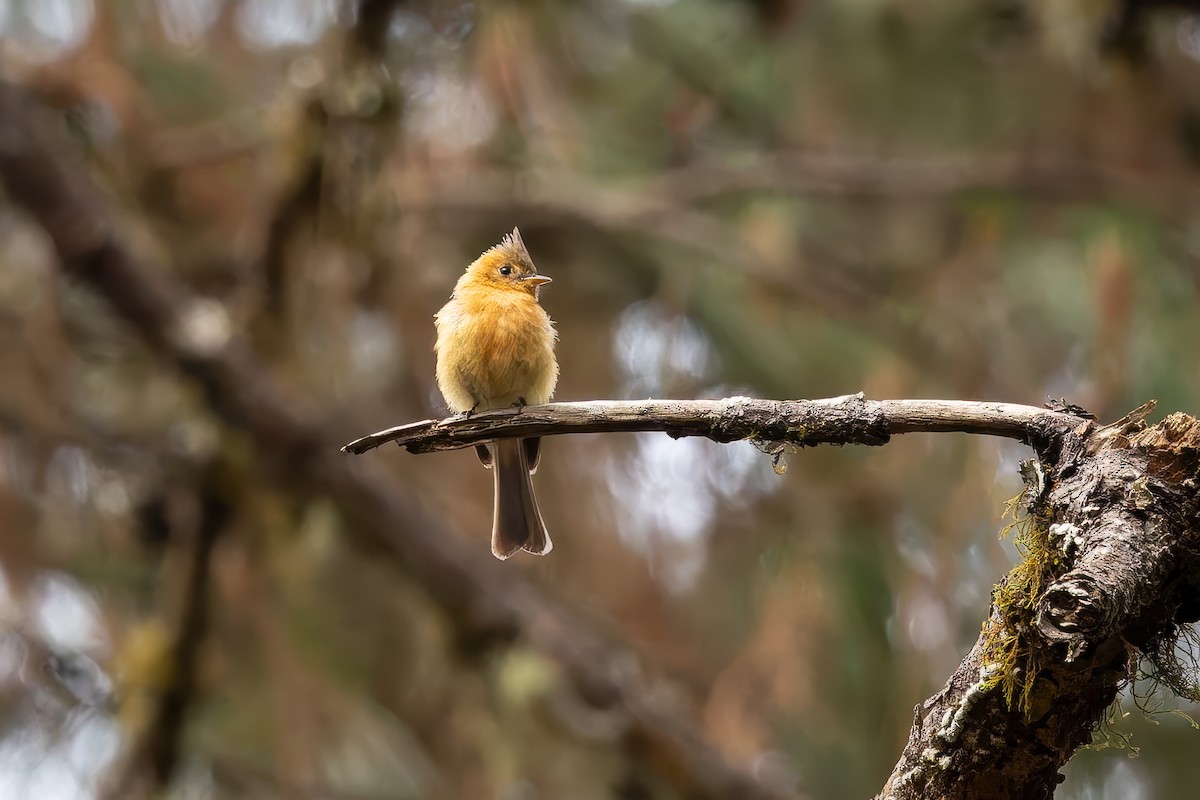 Tufted Flycatcher (Mexican) - ML642675432