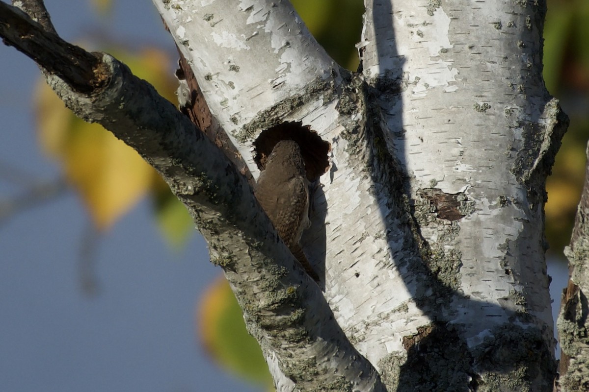 Northern House Wren - ML642675439