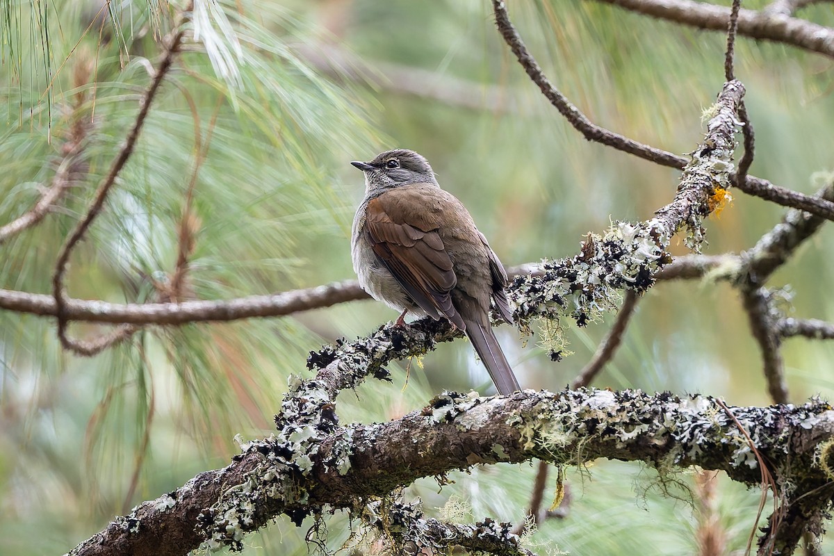Brown-backed Solitaire - ML642675440