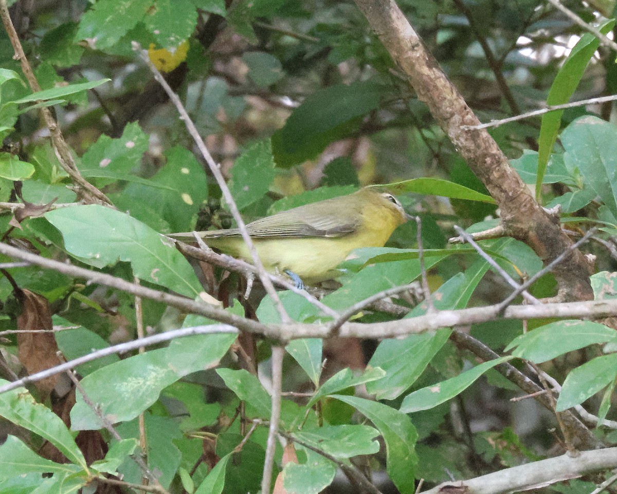 Philadelphia Vireo - ML642675445