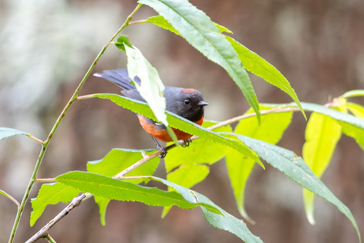 Slate-throated Redstart - ML642675448