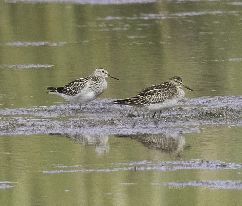 Pectoral Sandpiper - ML642675456