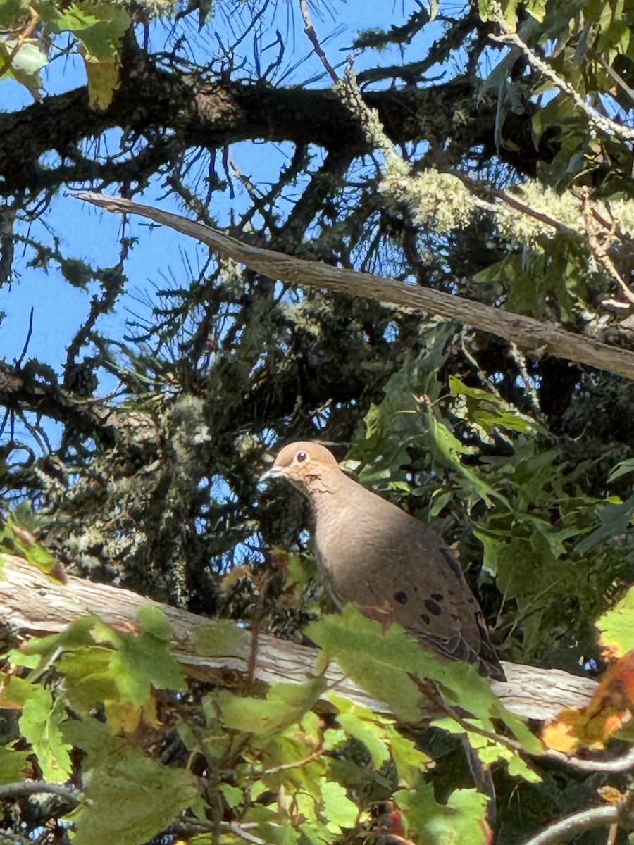 Mourning Dove - ML642675459