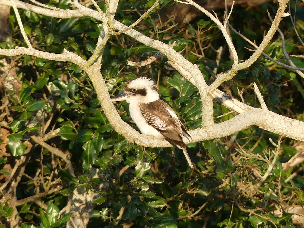 Laughing Kookaburra - ML642675460