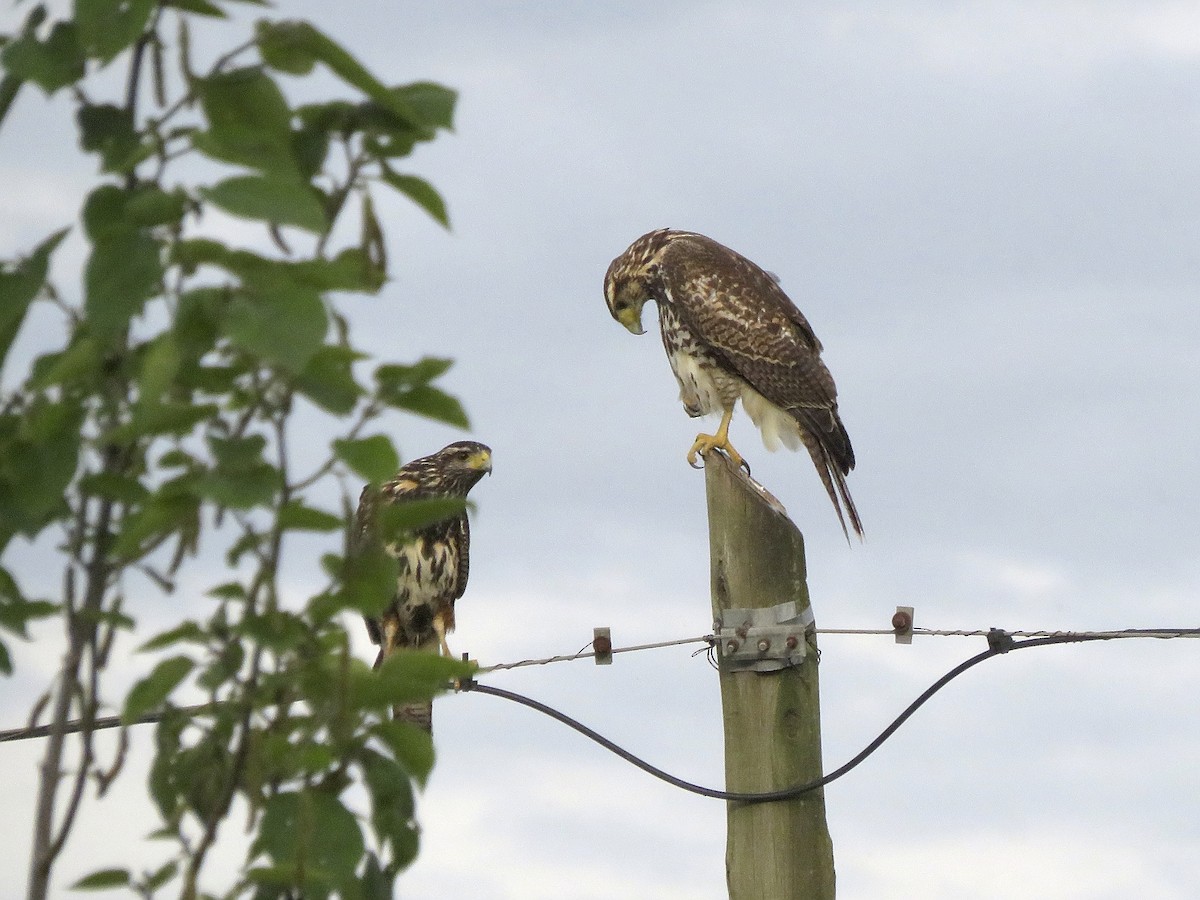 Harris's Hawk - ML642675462
