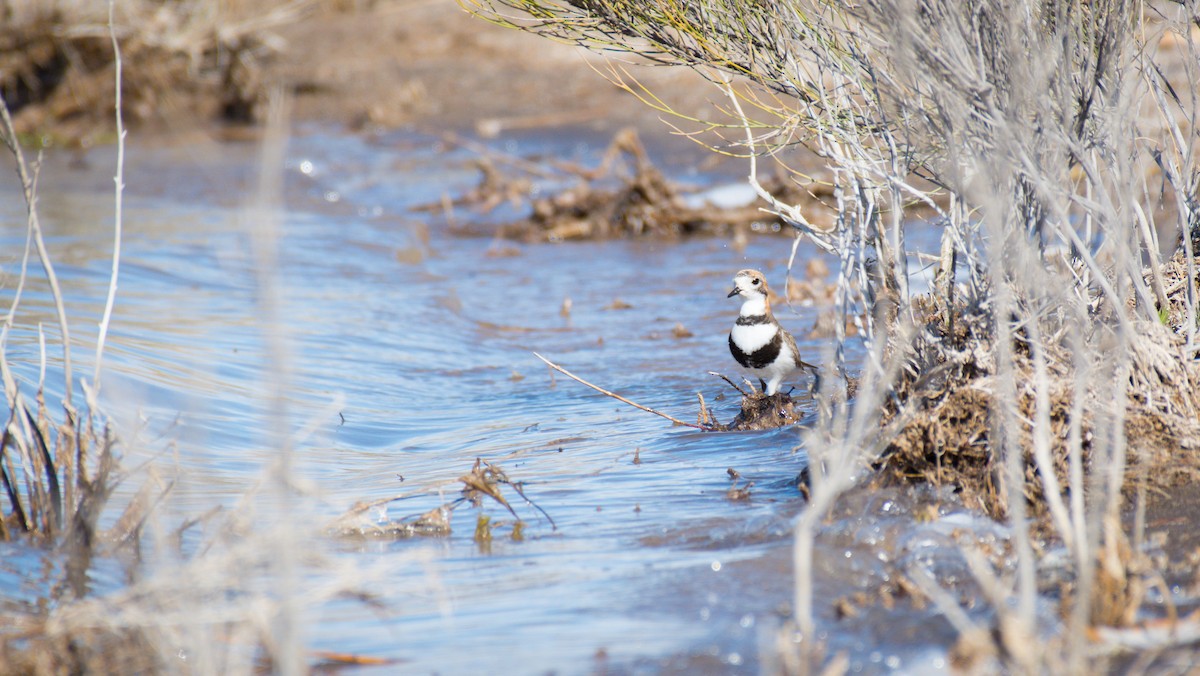 Two-banded Plover - ML642675464
