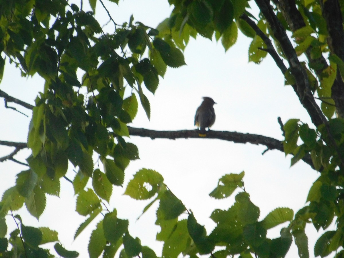 Cedar Waxwing - ML642675465
