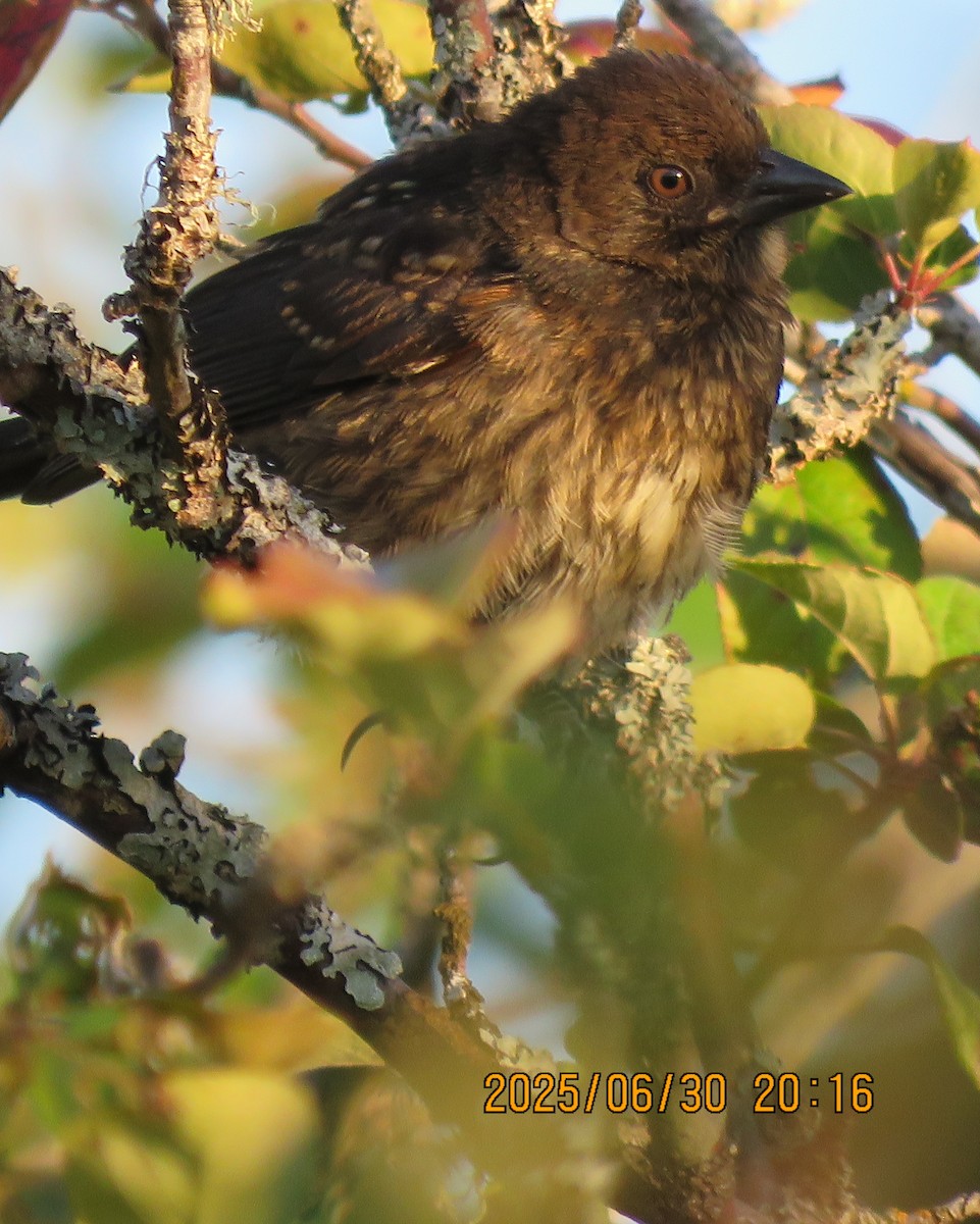 Spotted Towhee - ML642675466