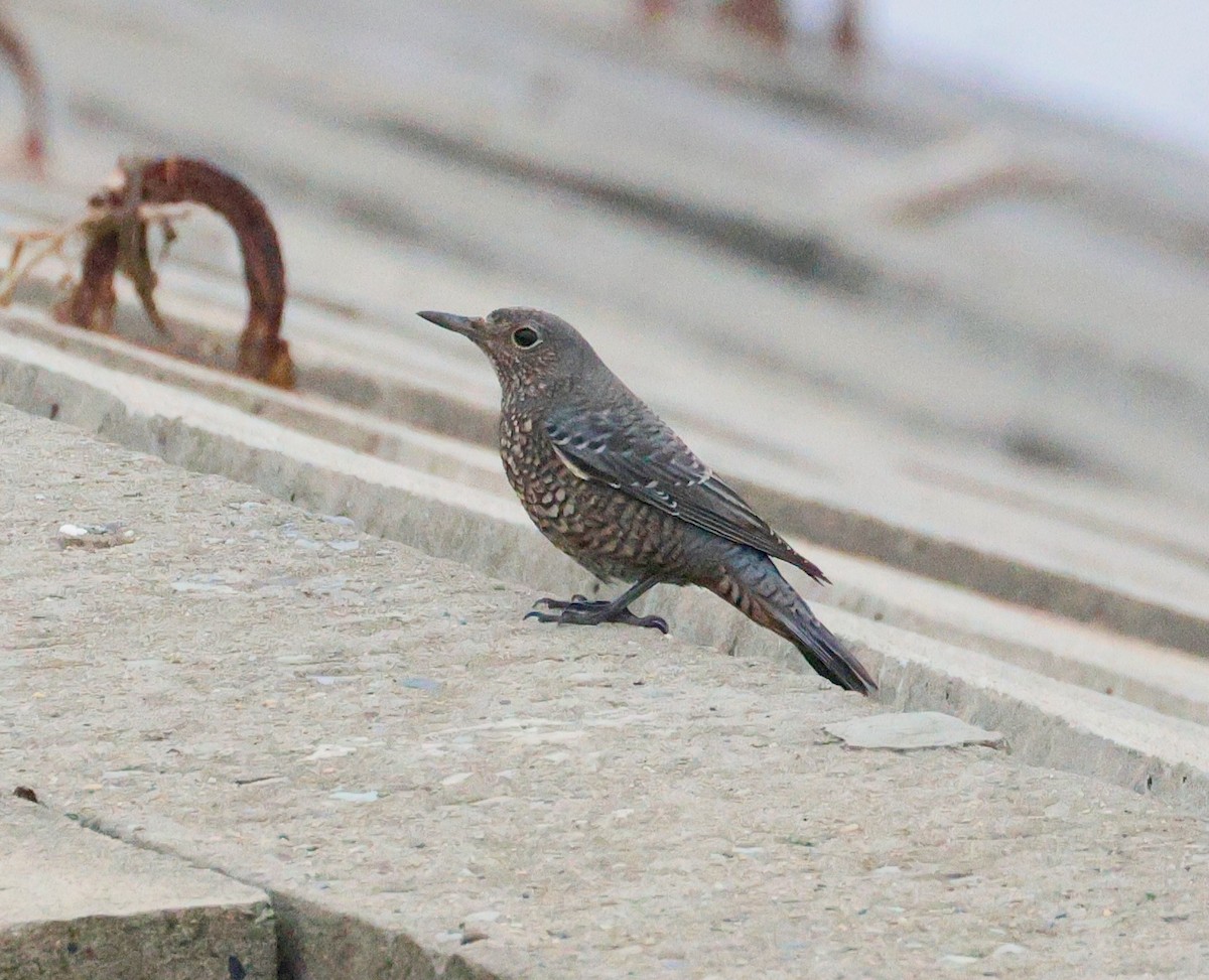 Blue Rock-Thrush - ML642675471