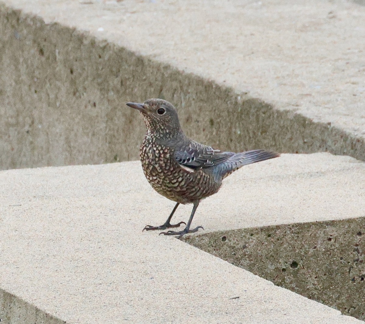 Blue Rock-Thrush - ML642675472