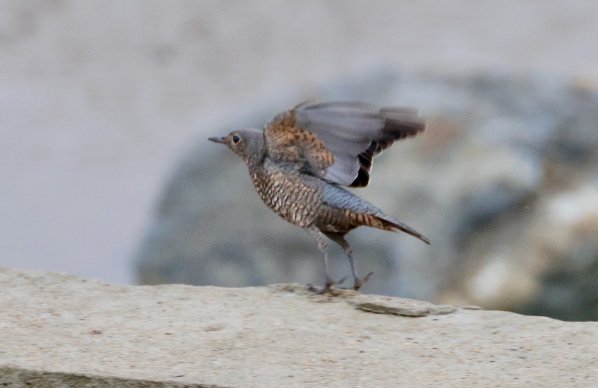 Blue Rock-Thrush - ML642675473