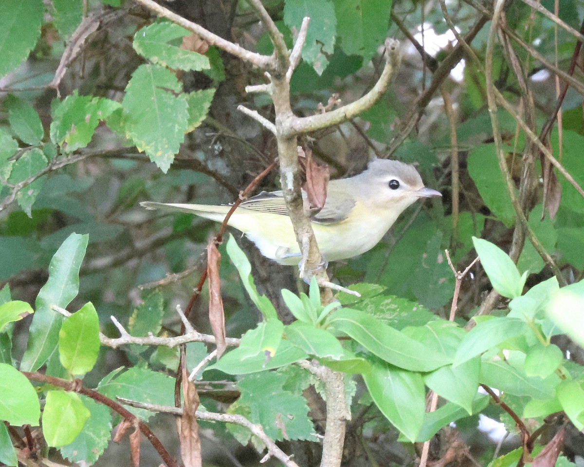 sangvireo - ML642675482