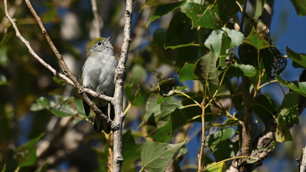 brunsideparula - ML642675491