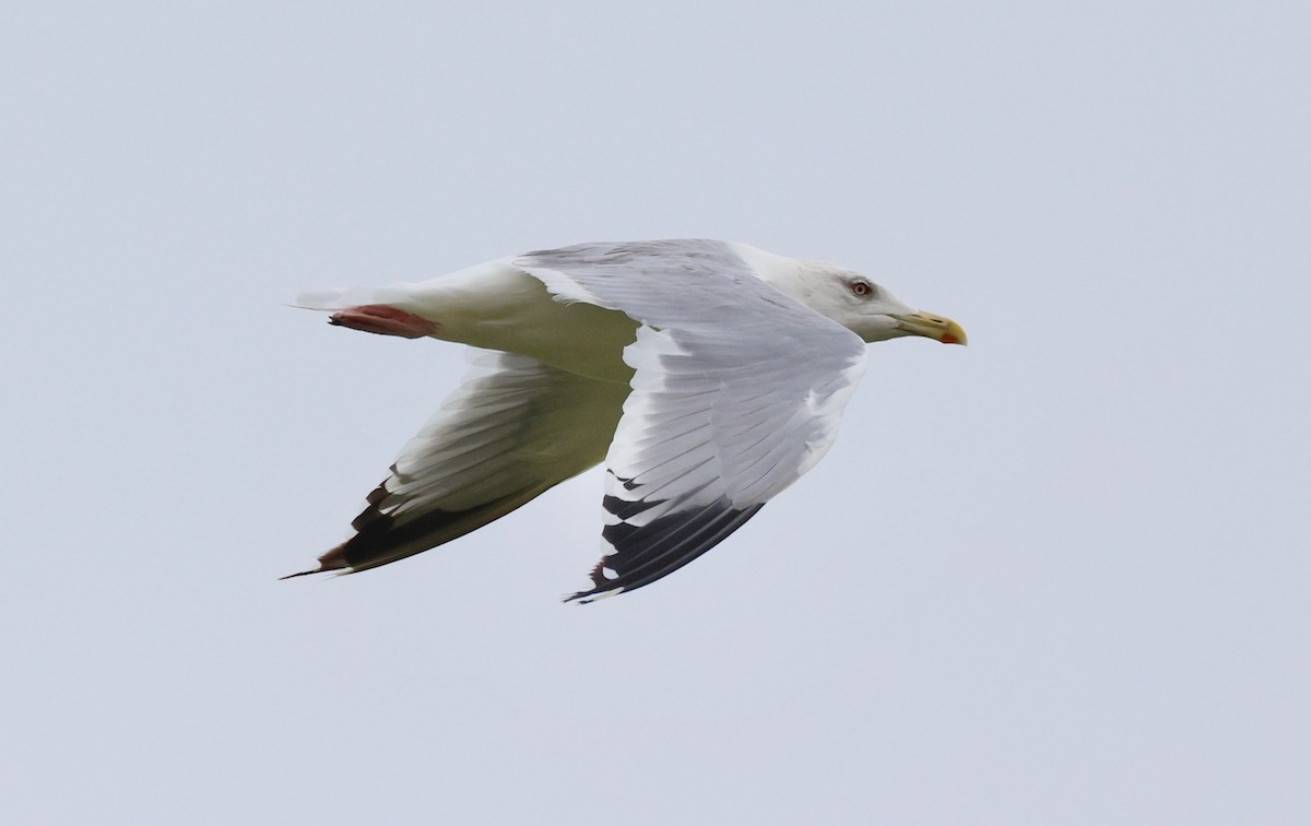 sibirmåke - ML642675507
