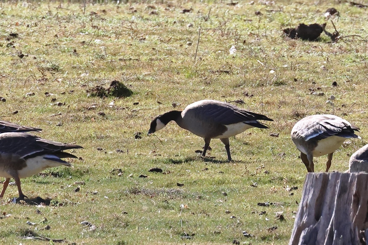 Cackling Goose - ML642675516