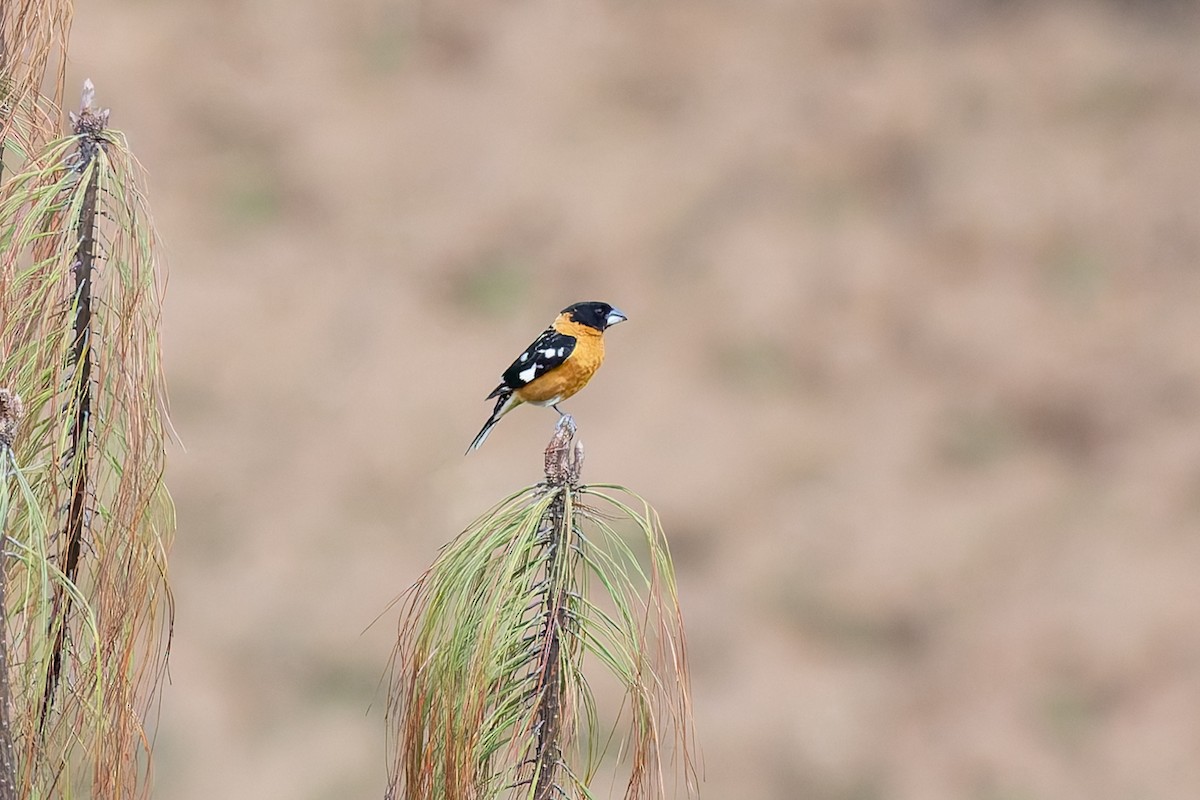 Black-headed Grosbeak - ML642675523