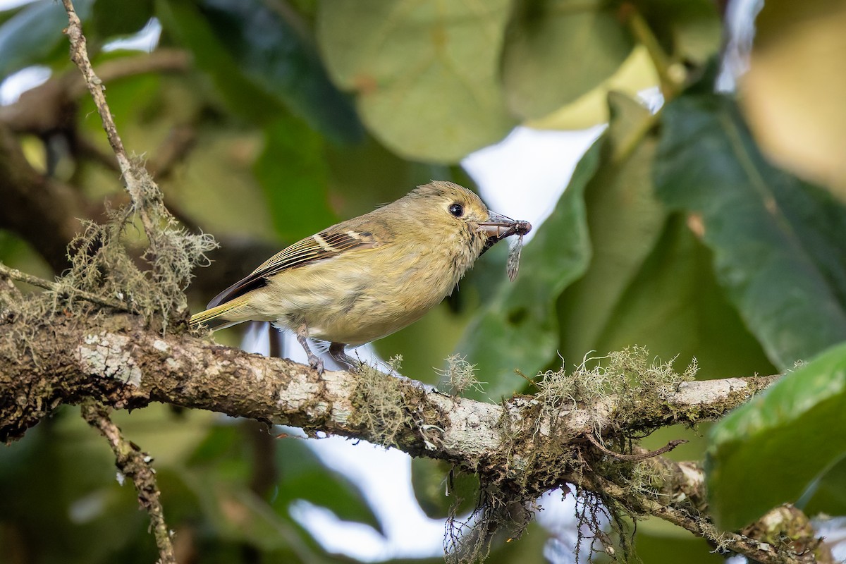 Hutton's Vireo (Interior) - ML642675532