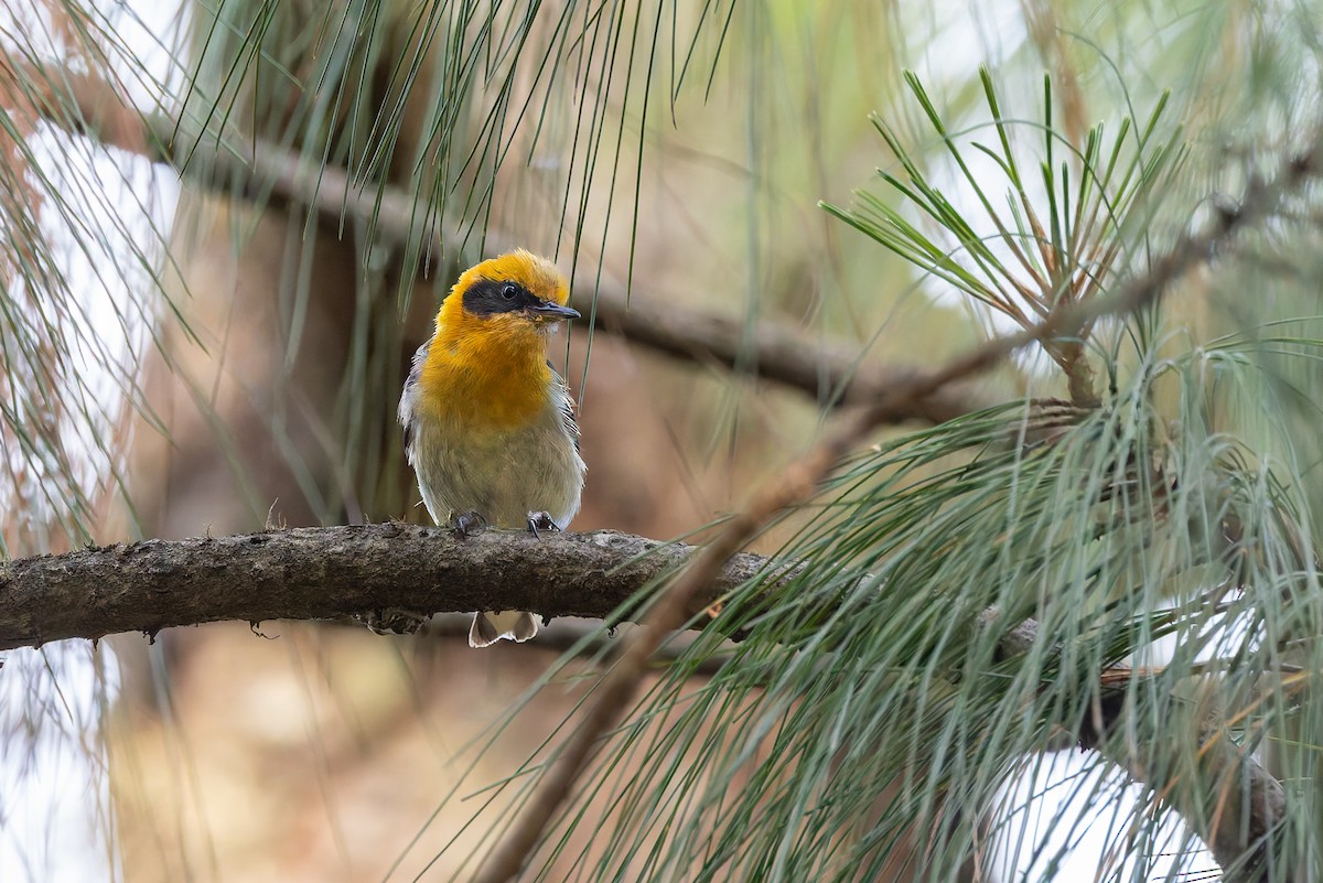 Olive Warbler - ML642675537