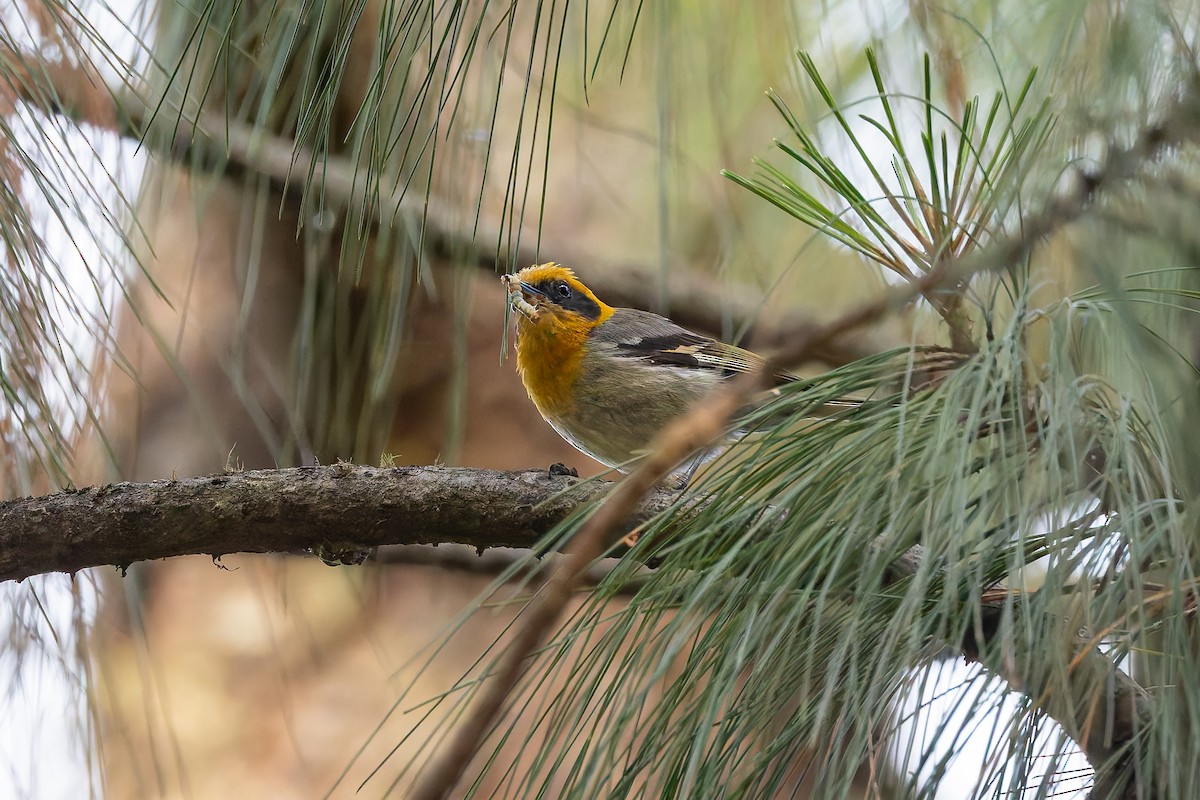 Olive Warbler - ML642675538