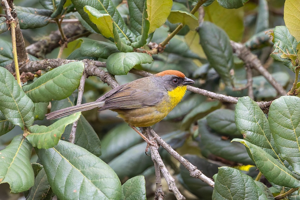 Rufous-capped Brushfinch - ML642675544