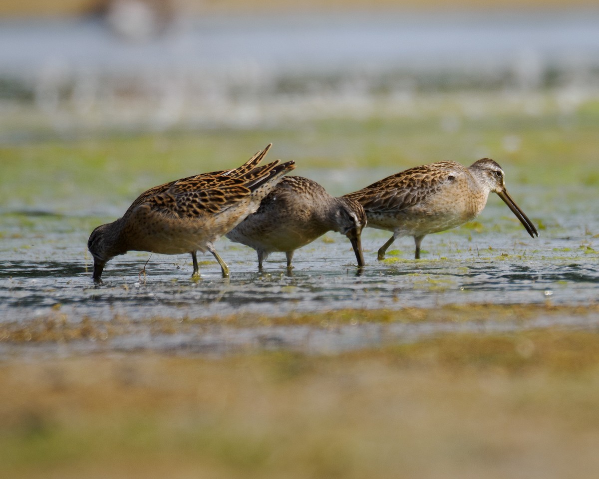 Short-billed Dowitcher - ML642675548
