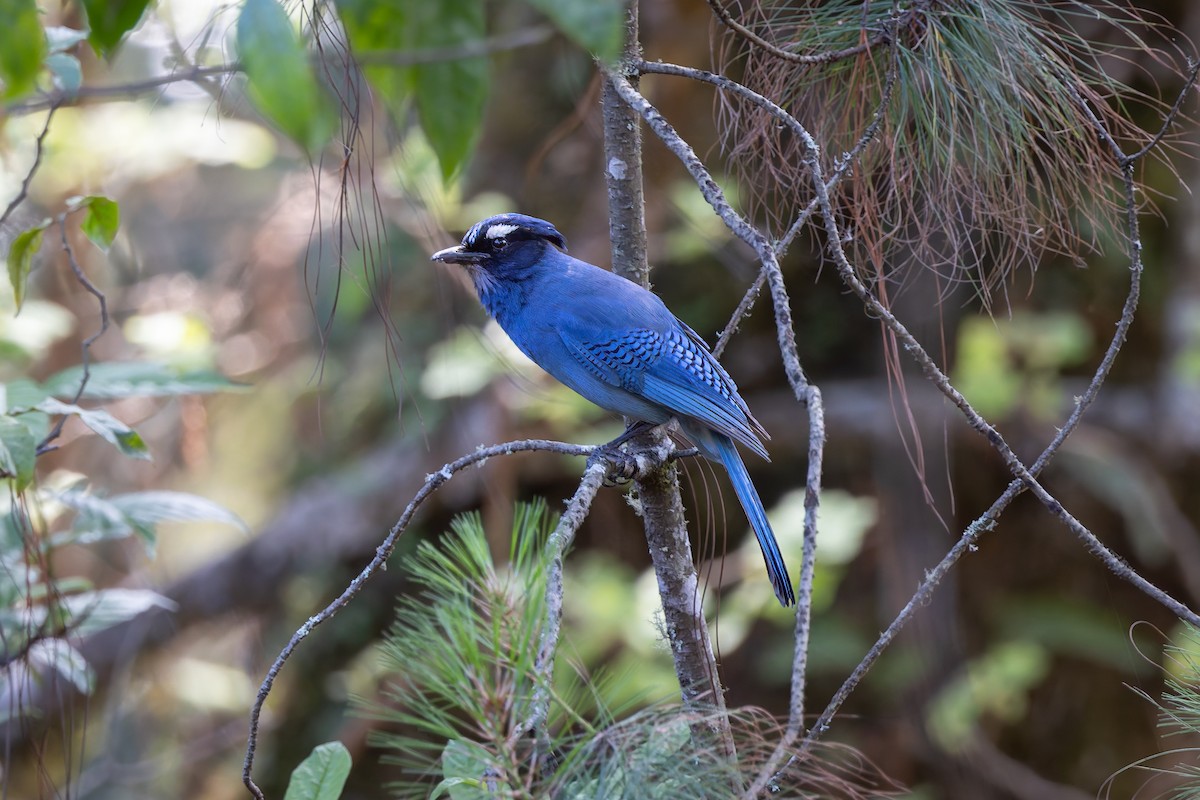 Steller's Jay (Middle American) - ML642675551