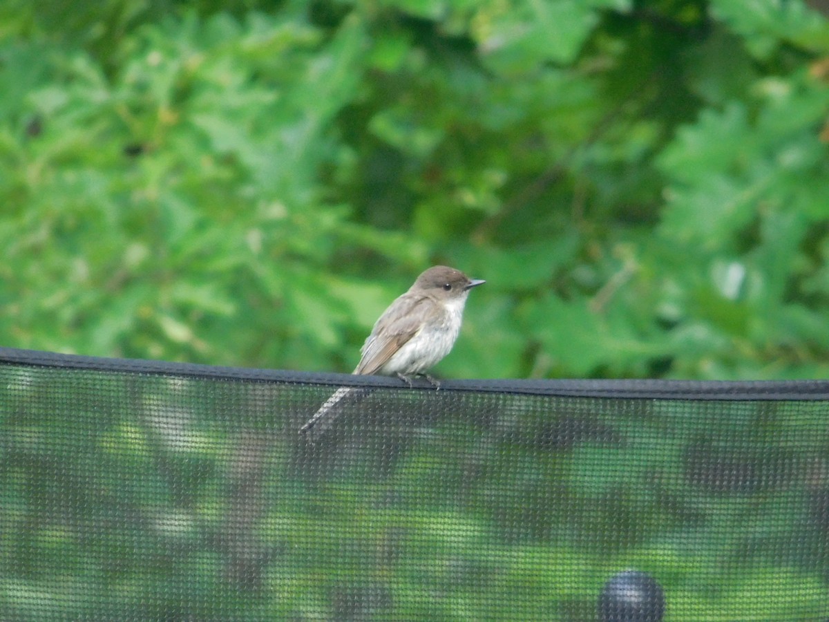 Eastern Phoebe - ML642675552