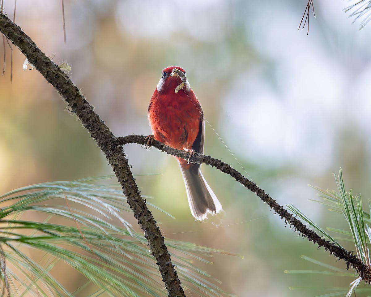 Red Warbler (White-cheeked) - ML642675577