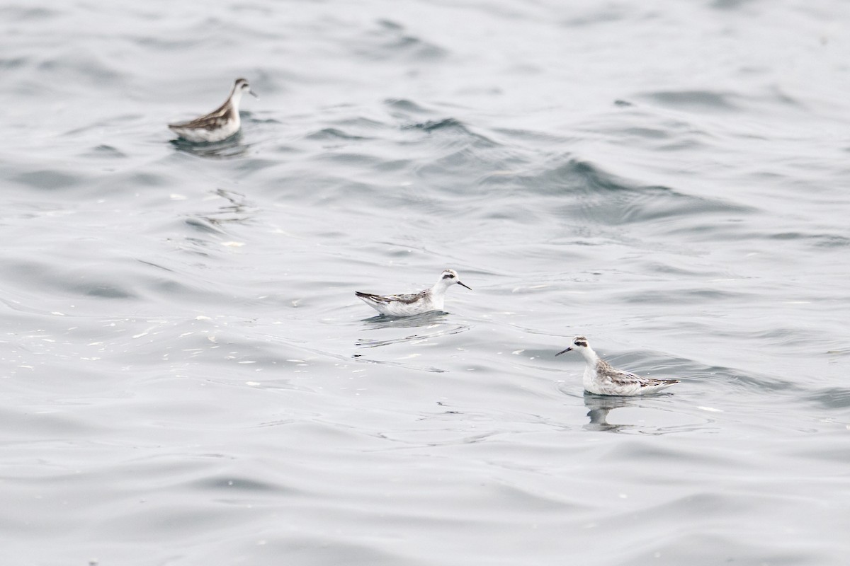 Red-necked Phalarope - ML642675578