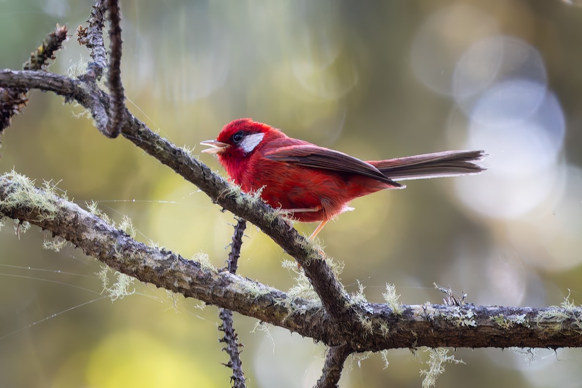 Red Warbler (White-cheeked) - ML642675579
