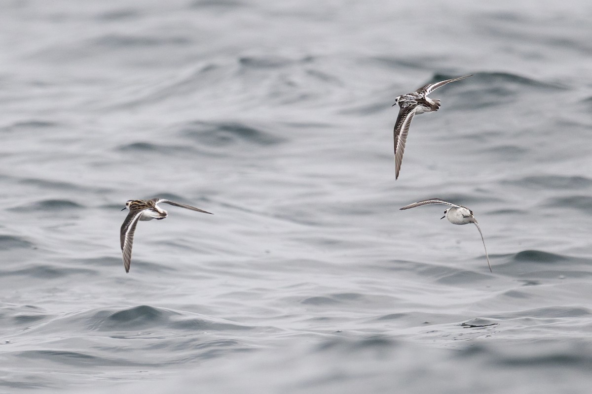 Red-necked Phalarope - ML642675580