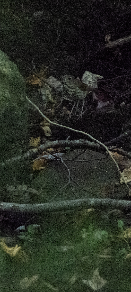 Hermit Thrush - ML642675584