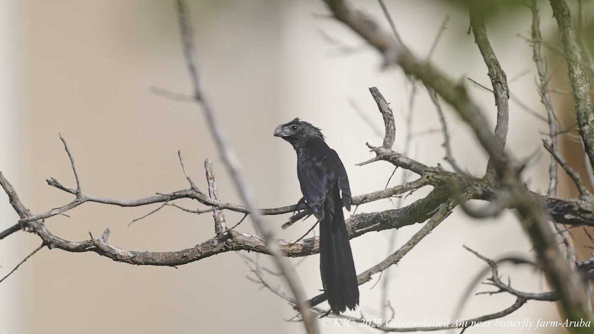 Groove-billed Ani - ML642675588
