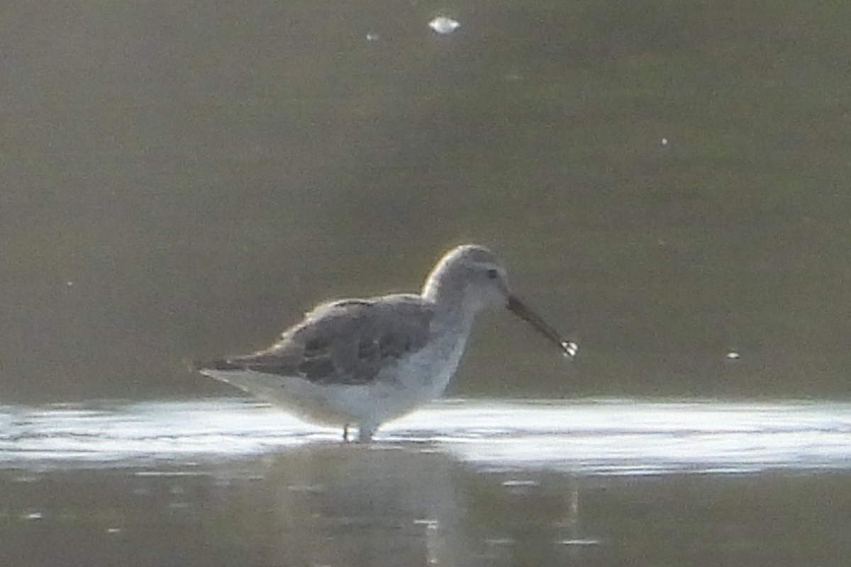 Stilt Sandpiper - ML642675589