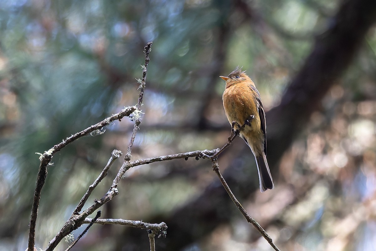 Tufted Flycatcher (Mexican) - ML642675594