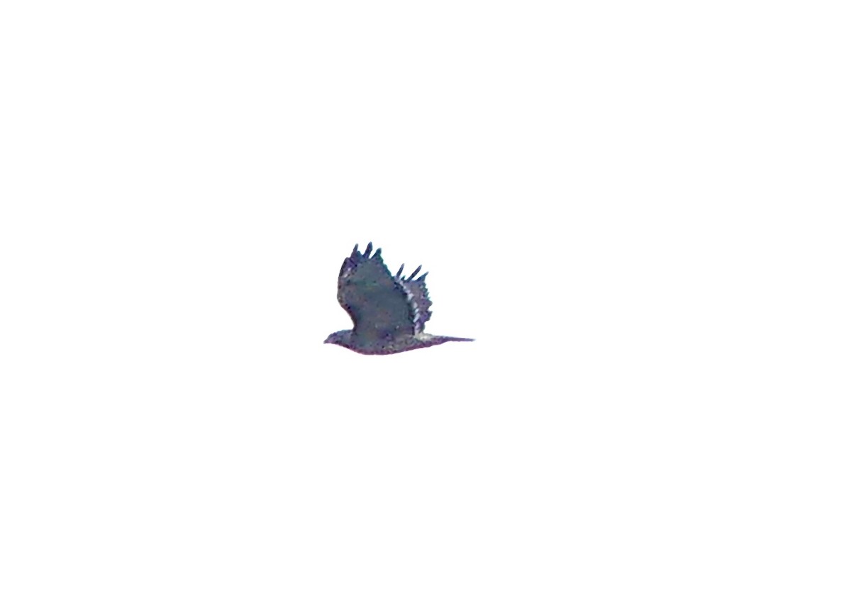Red-tailed Hawk - ML642675597