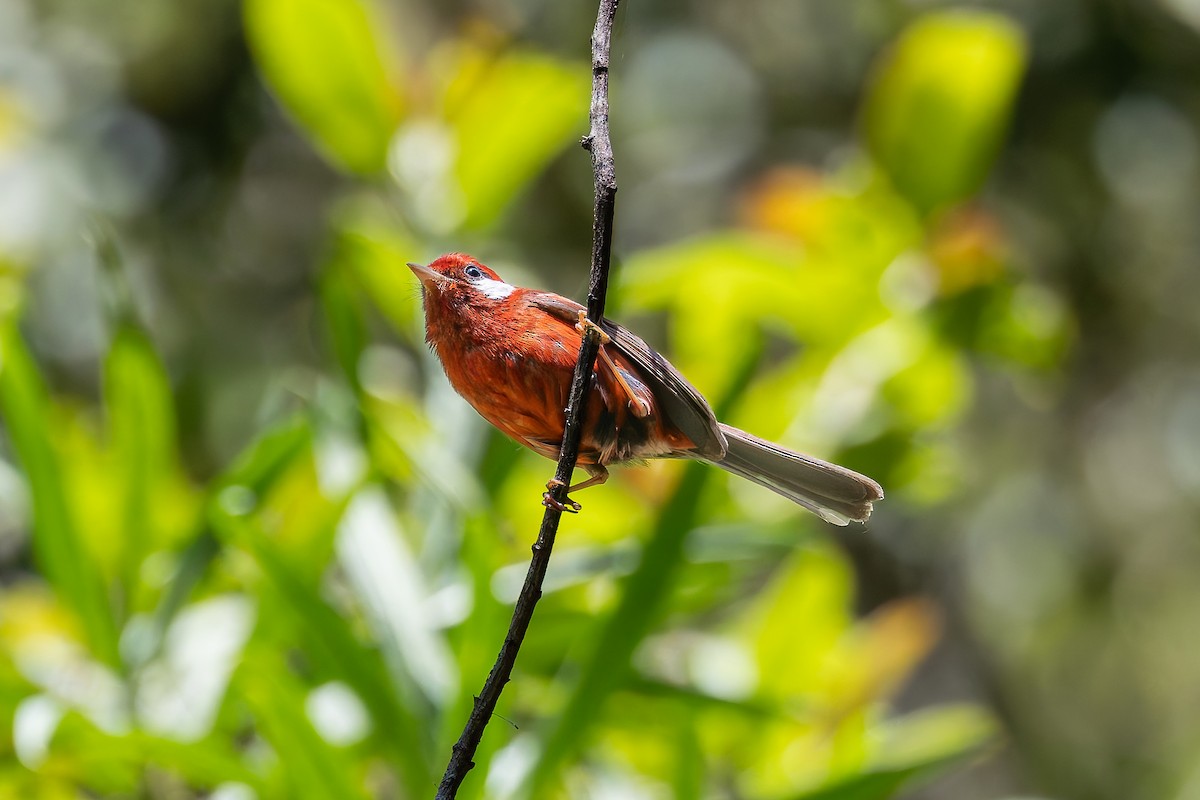 Red Warbler (White-cheeked) - ML642675611