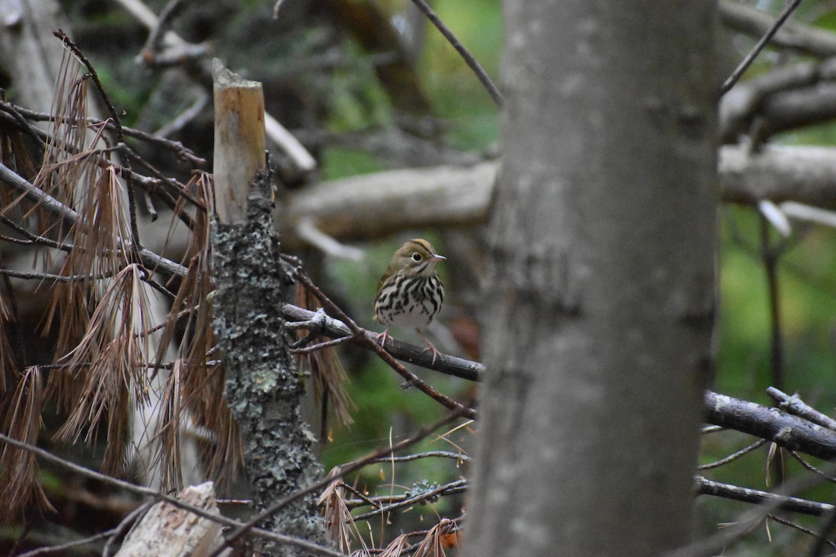 Ovenbird - ML642675636