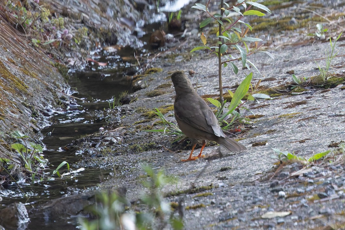 Black Thrush - ML642675637