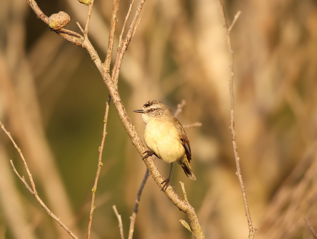 Yellow-rumped Thornbill - ML642675639