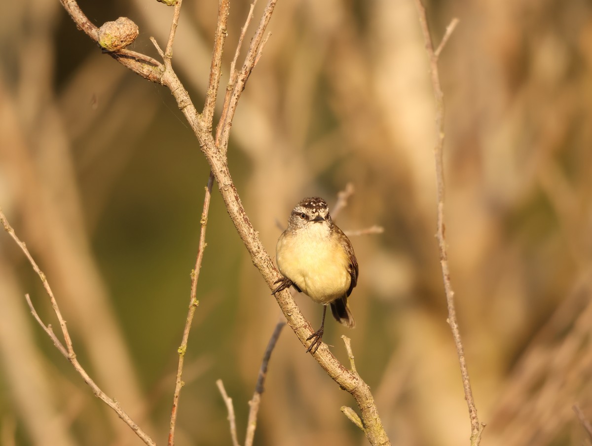 Yellow-rumped Thornbill - ML642675640
