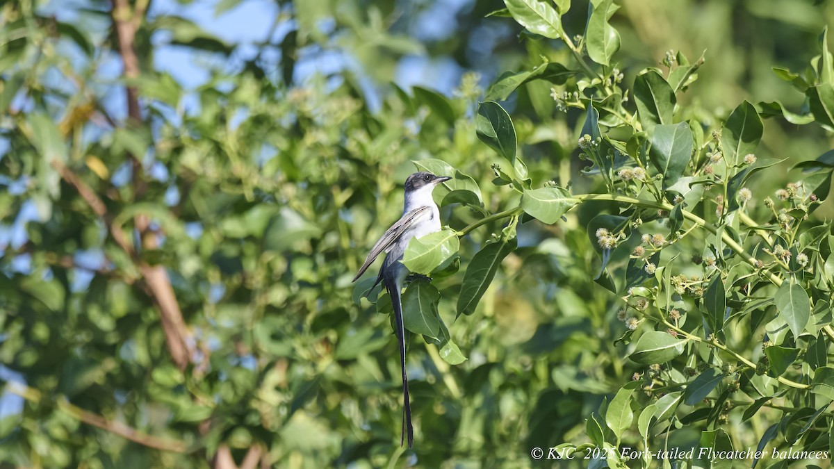 Fork-tailed Flycatcher - ML642675644