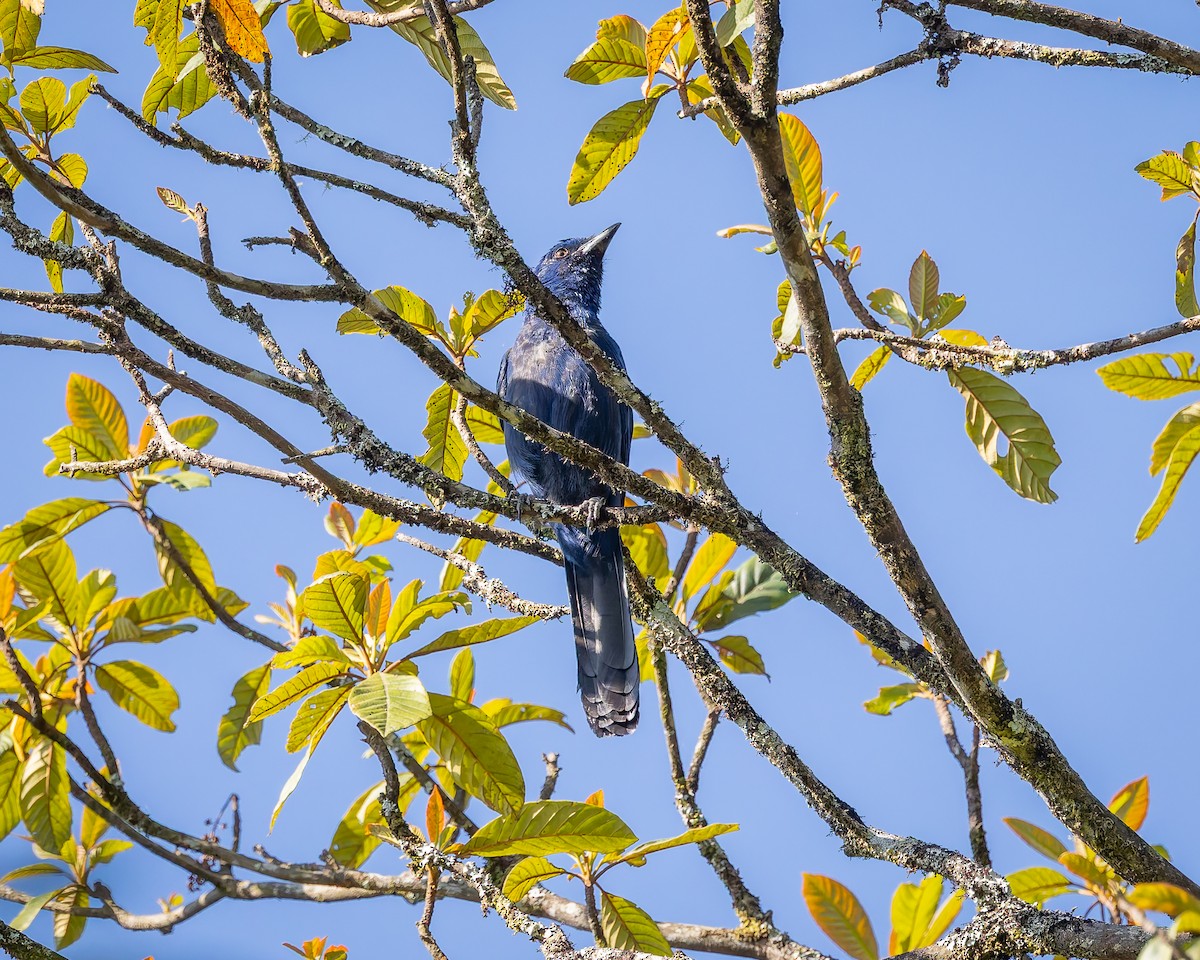 Unicolored Jay - ML642675646