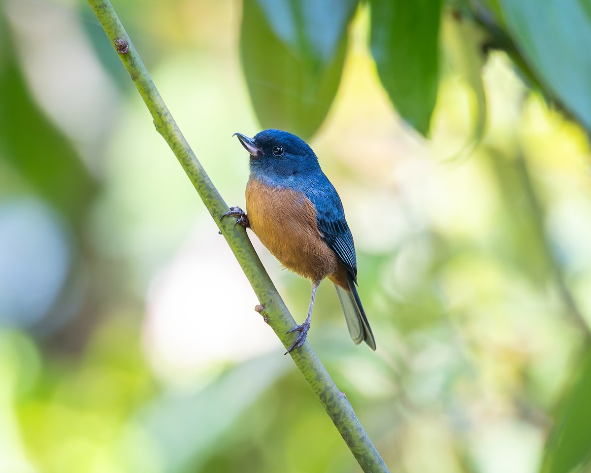 Cinnamon-bellied Flowerpiercer - ML642675650