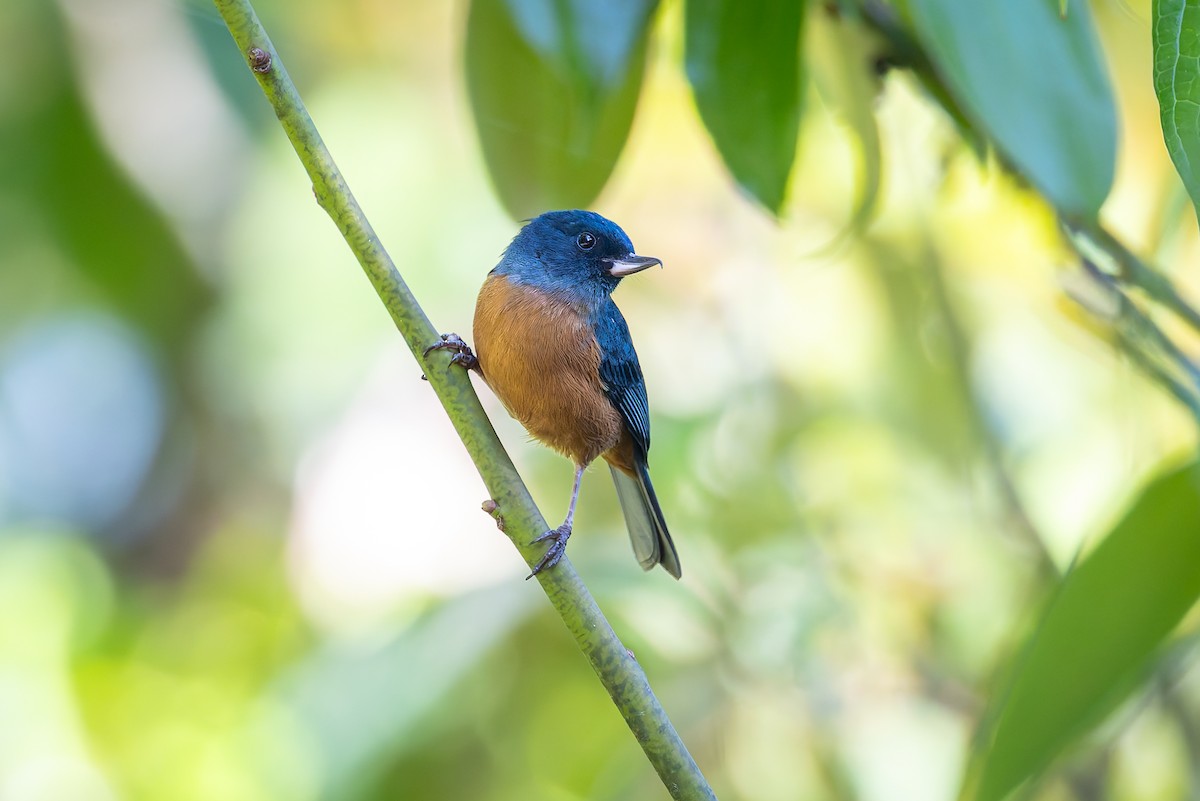 Cinnamon-bellied Flowerpiercer - ML642675651